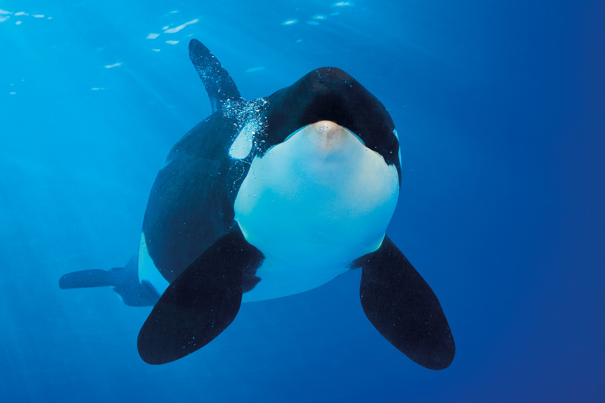 FundaciónGeneral ULL (@fg_ull) on Twitter photo 🐳 Un grupo de investigación de la <a href="/ULL/">Universidad de La Laguna</a> desarrolla la primera herramienta de inteligencia artificial capaz de clasificar las vocalizaciones de las orcas, lo que podría cambiar la comprensión de estos grandes animales.
👉 t.ull.es/22zz
Imagen cedida por Loro Parque 🐳 Un grupo de investigación de la <a href="/ULL/">Universidad de La Laguna</a> desarrolla la primera herramienta de inteligencia artificial capaz de clasificar las vocalizaciones de las orcas, lo que podría cambiar la comprensión de estos grandes animales.
👉 t.ull.es/22zz
Imagen cedida por Loro Parque