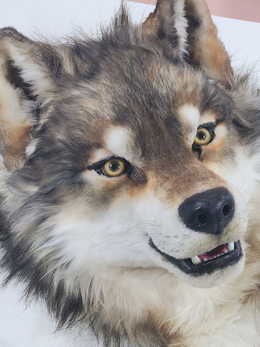 퍼리조아에서 판매 예정인 리얼 퍼슈트 입니다.
미리 조금 보여드립니다👀👀