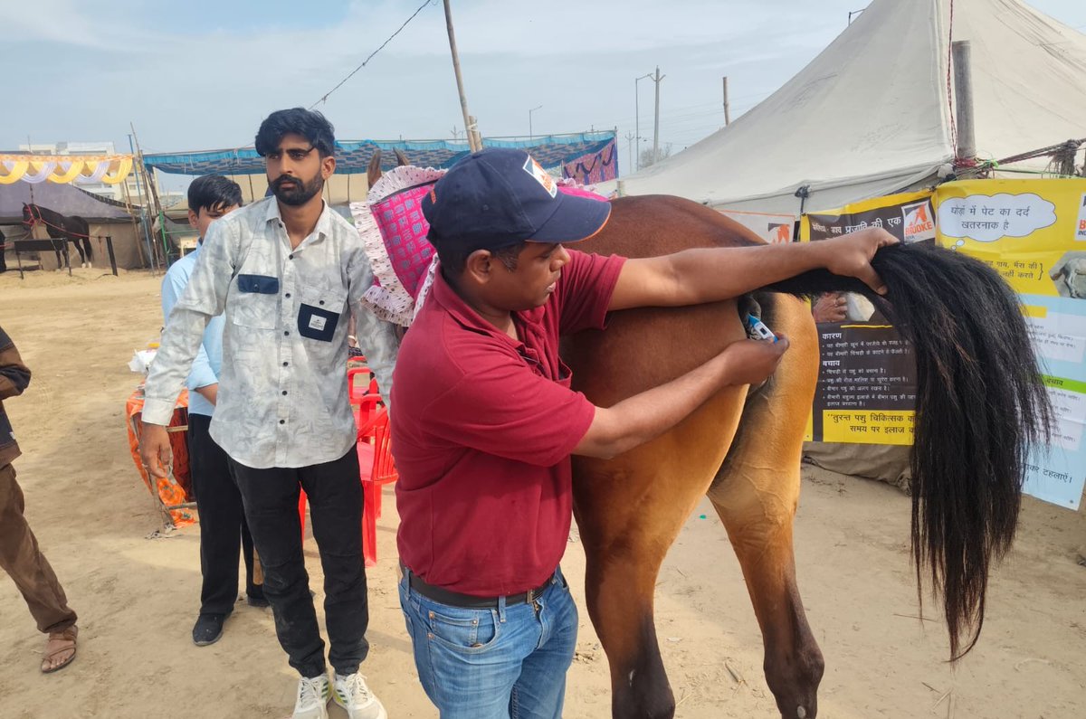 At the Bhatner Equine Fair in Hanumangarh, Brooke India and AHD Rajasthan set up an Emergency Treatment Camp, providing urgent care for equines. Our team treated colic, injuries, infections, and lameness, held equine care sessions, and ensured access to water, shade, and fodder.
