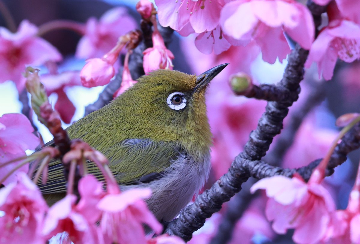 #メジロ　#春近し　#桜
#東京の春

今年もメジロがやってきました
