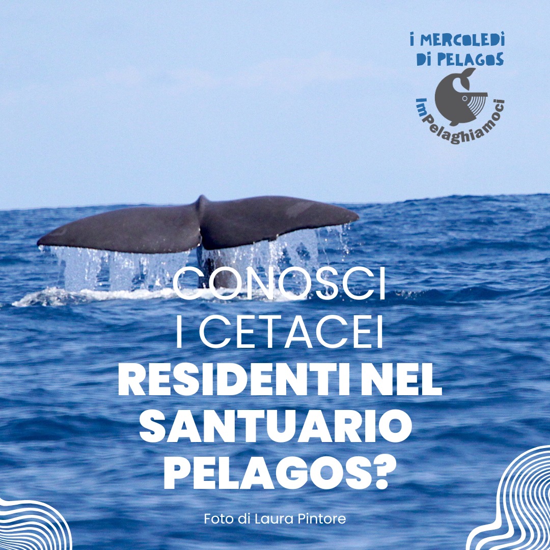 Comune di Sassari (@comunedisassari) on Twitter photo 📷 I MERCOLEDÌ DI PELAGOS!
Il Comune di Sassari, grazie al sostegno del Bando Pelagos, lancia “ImPelaghiamoci”, un’iniziativa per scoprire e proteggere i cetacei che popolano il Santuario Pelagos, nel cuore del Mar Mediterraneo
👉 tinyurl.com/yhmcy7z6
#Sassari
<a href="/Pelagos_/">Pelagos Agreement</a> 📷 I MERCOLEDÌ DI PELAGOS!
Il Comune di Sassari, grazie al sostegno del Bando Pelagos, lancia “ImPelaghiamoci”, un’iniziativa per scoprire e proteggere i cetacei che popolano il Santuario Pelagos, nel cuore del Mar Mediterraneo
👉 tinyurl.com/yhmcy7z6
#Sassari
<a href="/Pelagos_/">Pelagos Agreement</a>