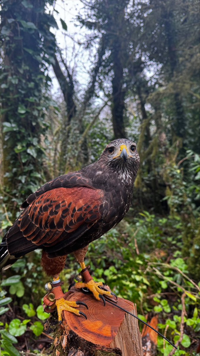 Falconry's tweet image. Lovely Lima looking stunning in the forest colours.
#ashfordcastle #hawkwalk #harrishawk