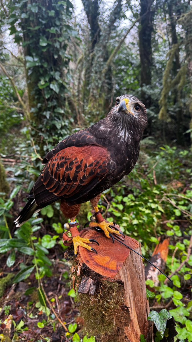 Falconry's tweet image. Lovely Lima looking stunning in the forest colours.
#ashfordcastle #hawkwalk #harrishawk