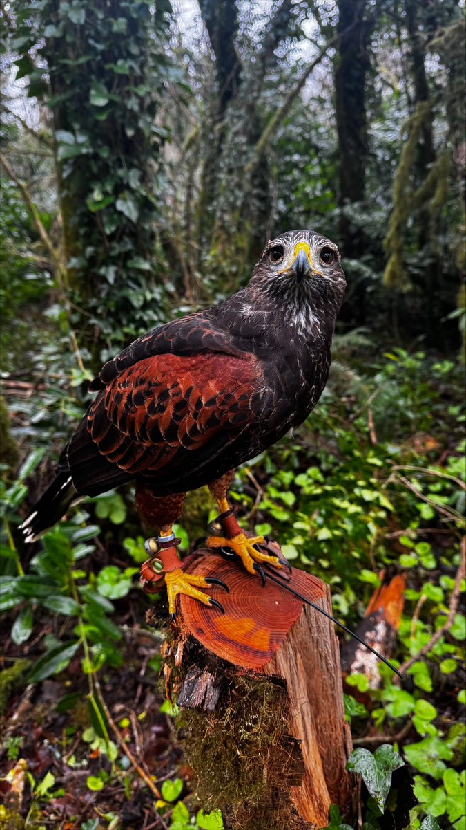 Falconry's tweet image. Lovely Lima looking stunning in the forest colours.
#ashfordcastle #hawkwalk #harrishawk