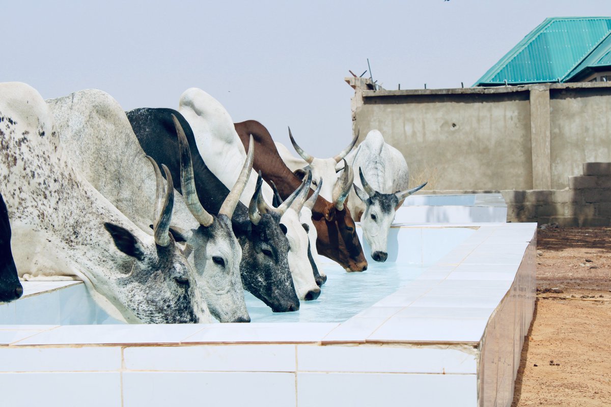 Kadunalpres's tweet photo. A solar powered borehole with multiple drinking throughs enables livestock to access clean water all year round in Kurmin Kaduna Village, in Kaduna. Kaduna LPRES with support from @lpresnigeria is building similar project in 18 other communities in the state. https://t.co/KKptltovm4