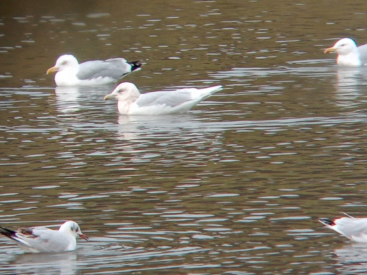 The Icelandic gull is showing well on Wader Lake today with the herring &amp; black-headed gulls. 

A scarce visitor to the NE, Icelandic gulls are great for honing your ID skills. If you visit today &amp; spot a gull with all white wing tips – you’ve spotted a rarity!