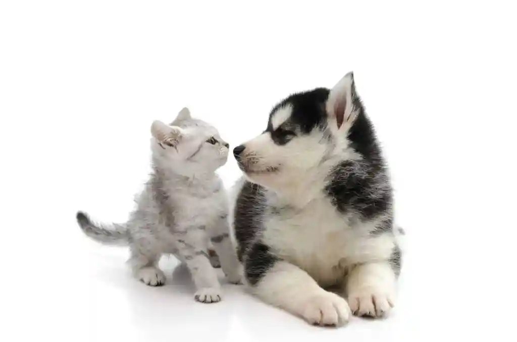 meowwoofpet's tweet photo. Whoโs smarter: dogs or cats? ๐ถ๐ฑ Science says dogs may win the IQ game, but cats are masters of independenceโwhat do you think? ๐ค #DogsVsCats #AnimalLovers https://t.co/uk6Hb4EKk9
