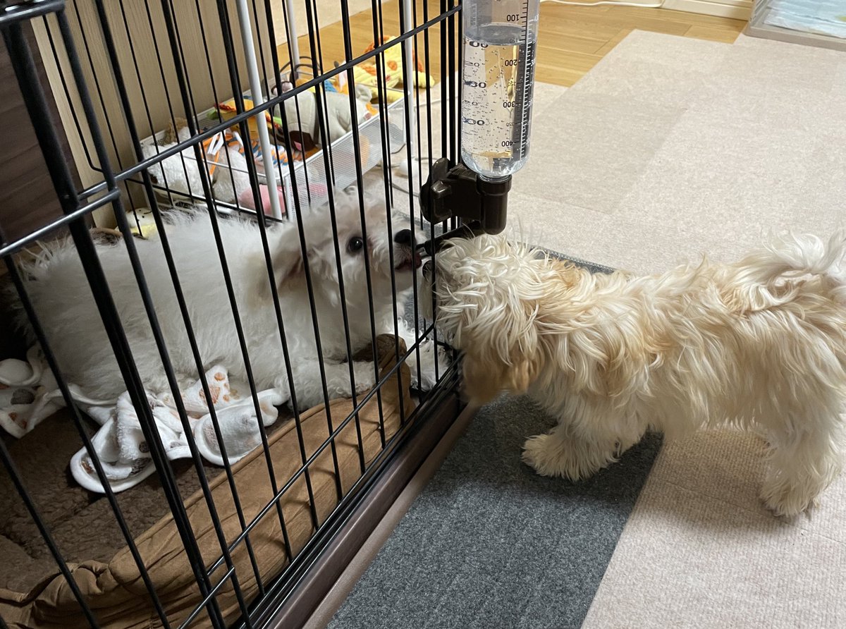 新しい家族が加わった🐶🐶
兄弟みたいに仲良しで相性よし😊
モフモフパラダイス〜🐏💞

ボンちゃん＝ご飯＞遊び＞睡眠
ぐーたん＝睡眠＞遊び＞ご飯

2人とものびのび育ちますように🤗