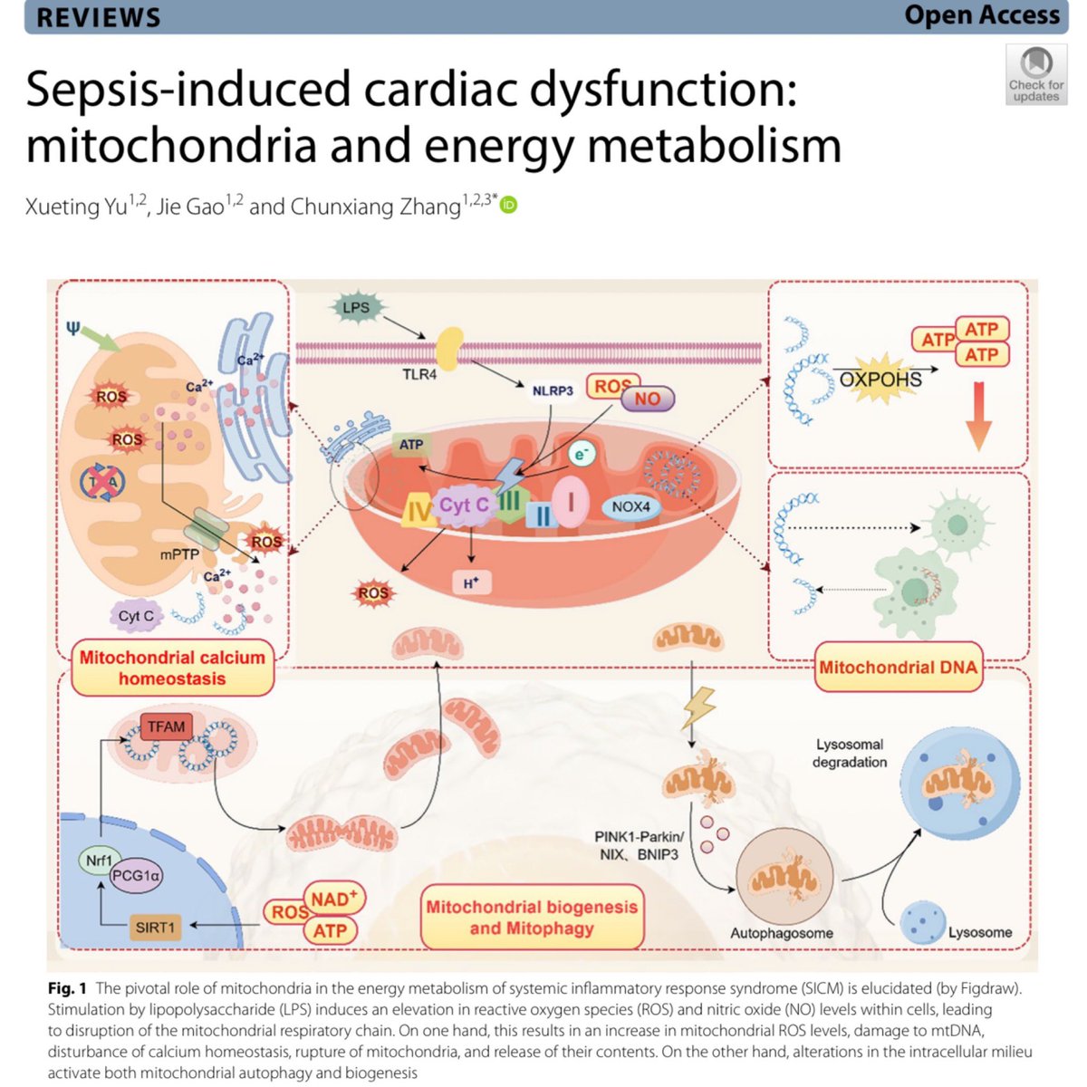 Sepsis is far more complicated than a management interplay of antibiotics and IV fluids. I found this article fascinating as 10-70% of patients develop cardiac dysfunction. 🎩 tip to the authors.

eddyjoemd.com/foamed