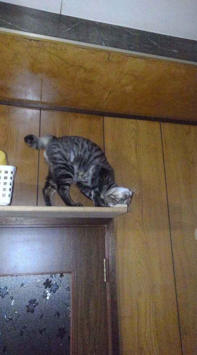 ６年前のうちの長男。猫の軟体さがわかります😅