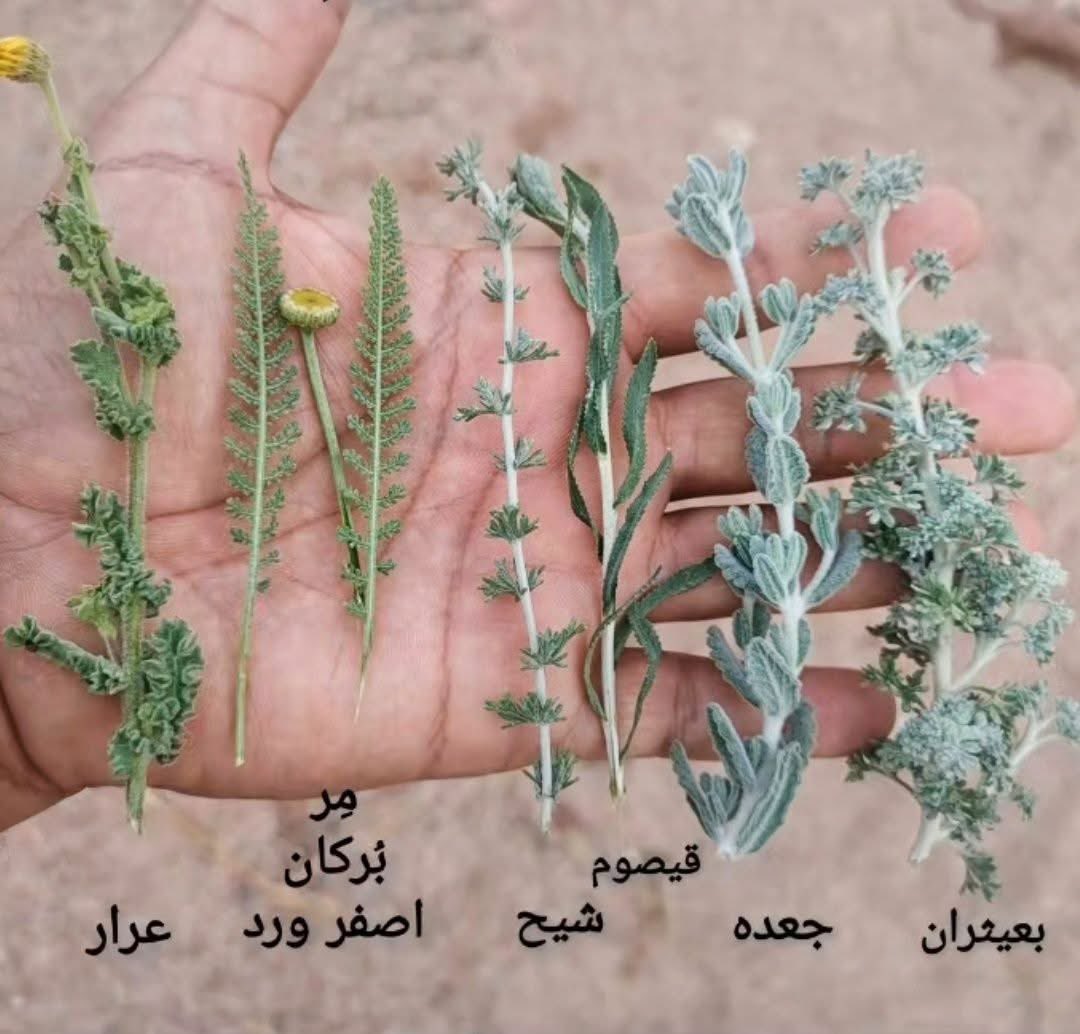 تعرف على أشكال بعض النباتات العطرية