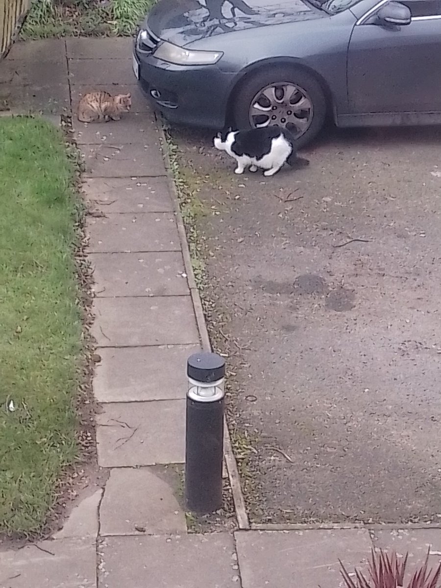 50sonicbooms's tweet image. It's about to kick off in Birmingham again. The cats pictured are probably illegal immigrants coming here causing trouble and taking all the jobs. It used to be all white cats . #sendthemback #CatsOfTwitter
