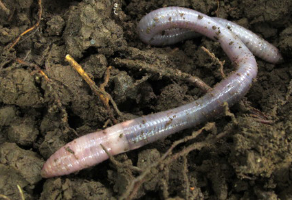 Zootaxa's tweet image. A new #earthworm species of the genus Amynthas (#Clitellata: Megascolecidae) from northern Taiwan, false synonymy between Amynthas corticis (Kinberg, 1867) and Amynthas sheni (Chen, 1935) and other taxonomic issues...
mapress.com/zt/article/vie… 
#Taxonomy #newspecies