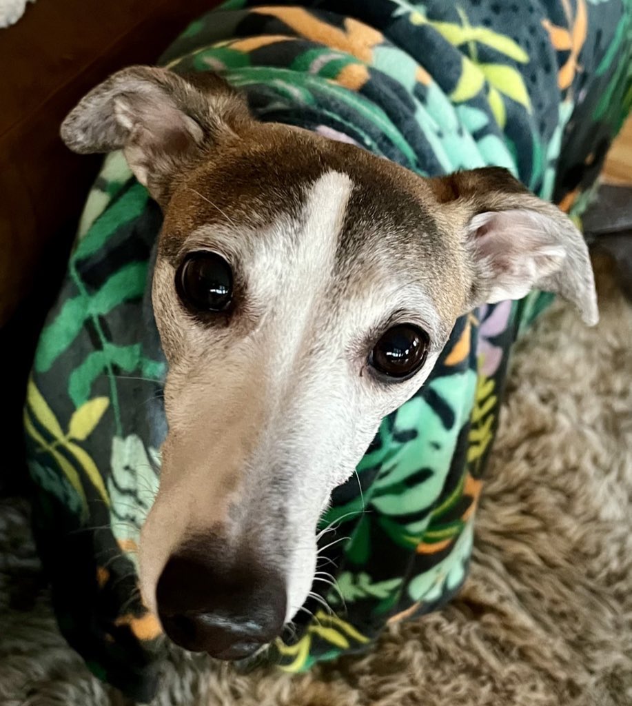 Cora the Whippet 🐕 tweet media