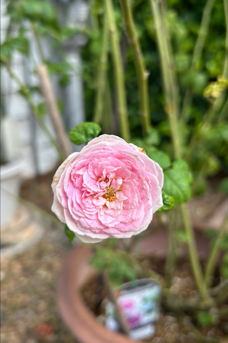 🌸🌸💟