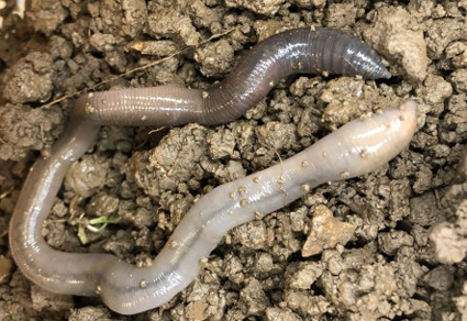 Zootaxa's tweet image. #Earthworm fauna of Cape Kamenjak (Istria, Croatia) with a focus on the endemic species Octodrilus istrianus Mršić, 1991 
mapress.com/zt/article/vie… 
#Taxonomy