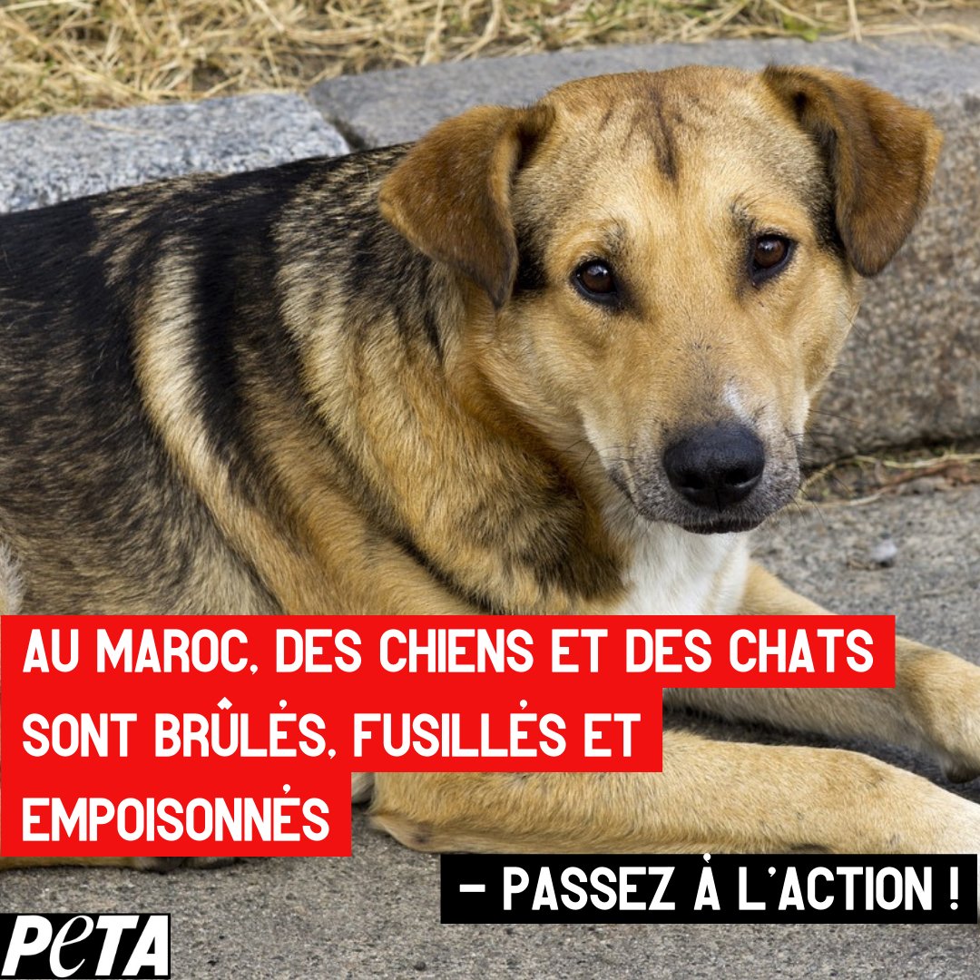 PETA_France's tweet photo. Au Maroc, des chiens et des chats sont brûlés, fusillés et empoisonnés alors que le pays se prépare à accueillir la Coupe du Monde de la FIFA 2030. #FIFAWorldCup 

Aidez-nous à faire cesser ce massacre ! 👉 https://t.co/nXPntraWbI https://t.co/25gz19RcBP