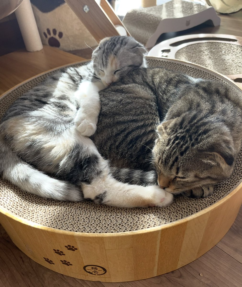 猫部長 tweet media