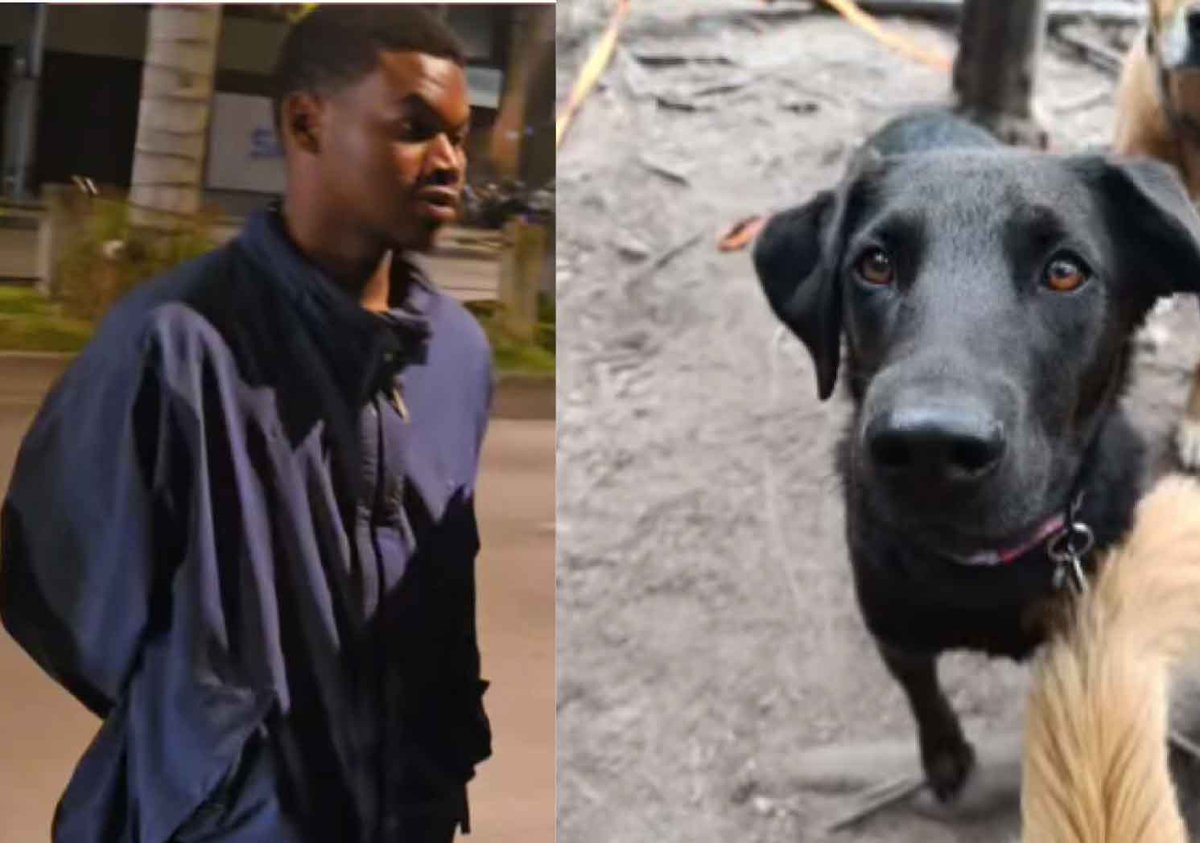 Este es el criminal 🤬 que mató anoche a una perrita llamada Negrita mientras atracaba a varias personas en el barrio Bella Suiza de Bogotá.

¿Bogotá camina segura? <a href="/CarlosFGalan/">Carlos F. Galán</a> 
           
Que no vayan a soltar ahora a este sujeto.  Exigimos justicia por Negrita, por Ángel y