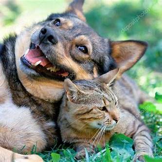Dettsforpets's tweet image. Dogs and cats can develop strong bonds, enjoying playful interactions that provide exercise and deepen their connection. With patience and positive experiences, they can become the best of friends! 

#DettsForPets #DogAndCatFriends #PetBonding #PlayfulPets  #BestBuds