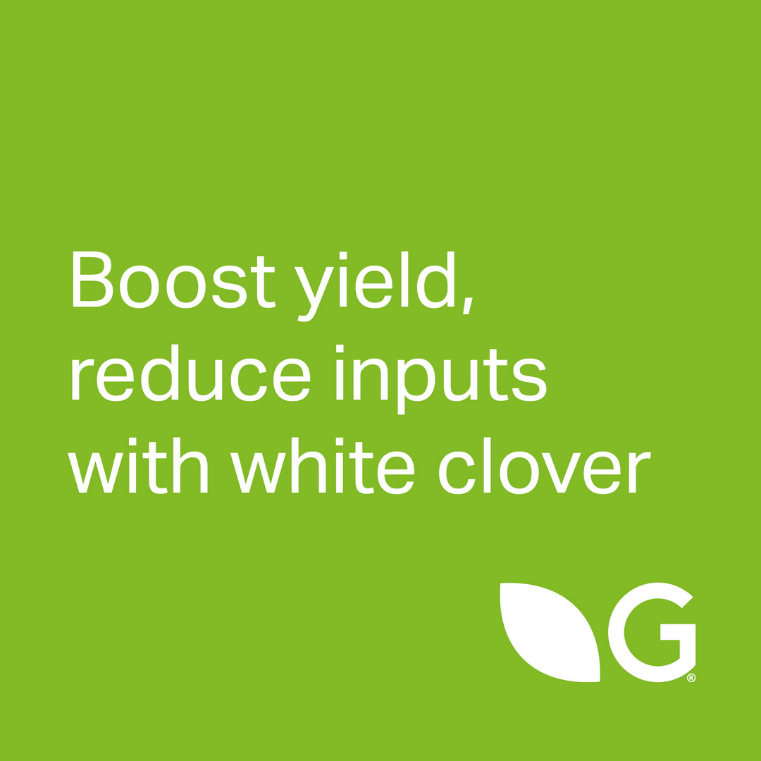 With the ability to supply around 150kg nitrogen/ha, white clover reduces your need for artificial fertiliser without impacting grass yield.

Sustainable, cost-effective, and better for your soil.

Learn how to manage white clover this spring:
germinal.com/knowledge-hub/…