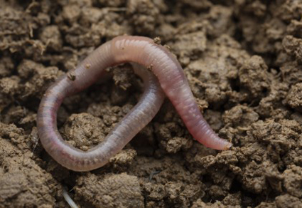 Zootaxa's tweet image. Not the brightest #earthworm in the genus: two non-bioluminescent Avelona (#Lumbricidae, Crassiclitellata) with description of a #newspecies 
mapress.com/zt/article/vie… 
#Taxonomy