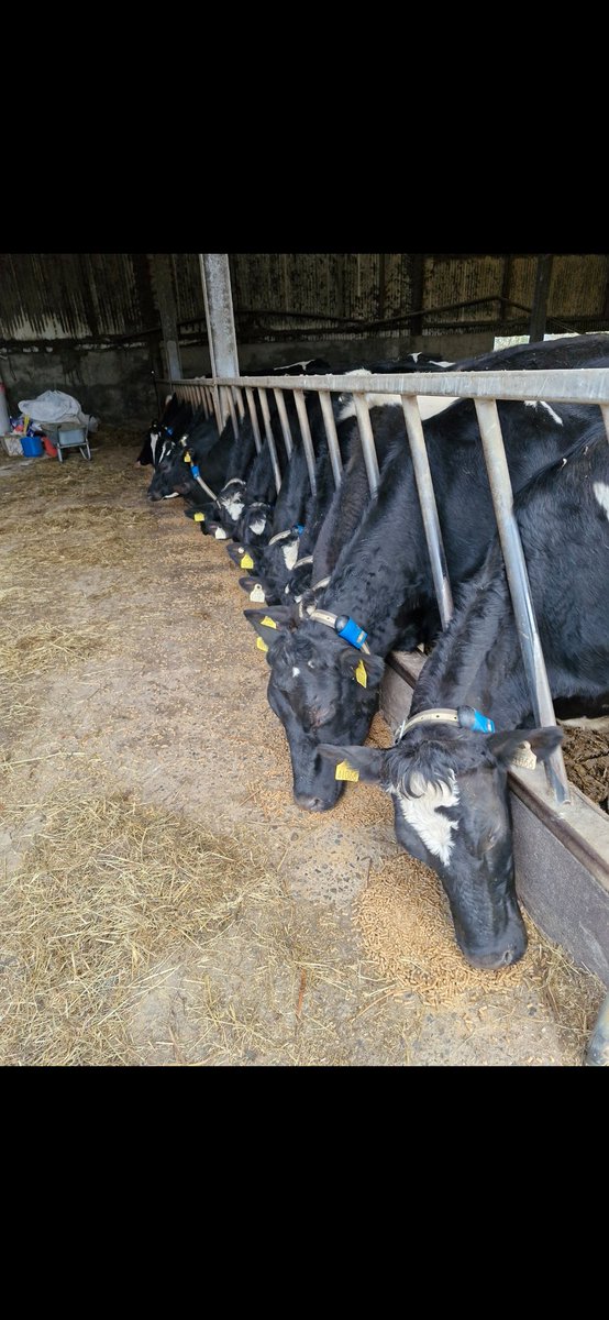 Patrick Mc Carthy tweet media