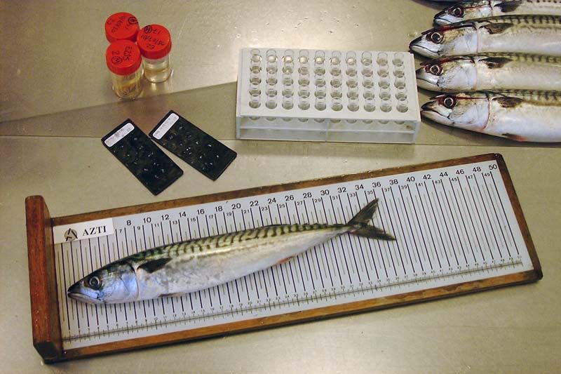 #Investigación | Investigadores de AZTI (<a href="/azti_brta/">AZTI</a>) confirman que la caballa del Atlántico noreste es una población conectada genéticamente. 

buff.ly/4hIyO4y