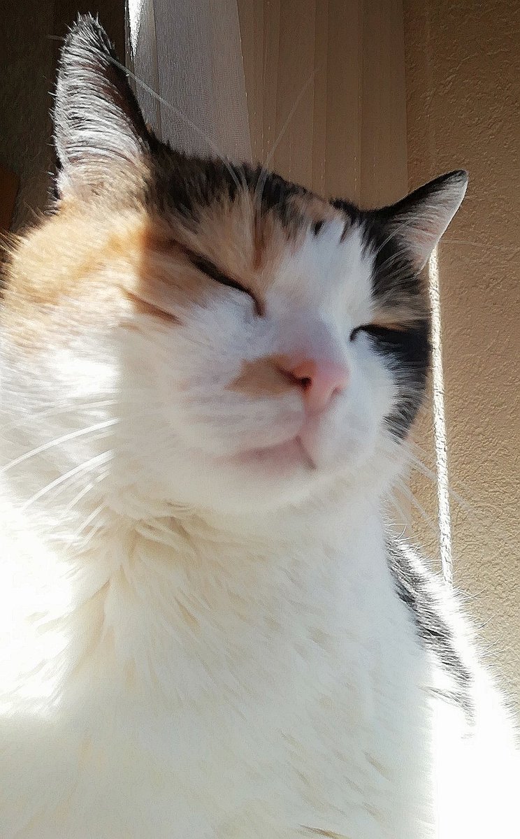 Schnubbel1969 🐈🙋🏻‍♀ tweet media