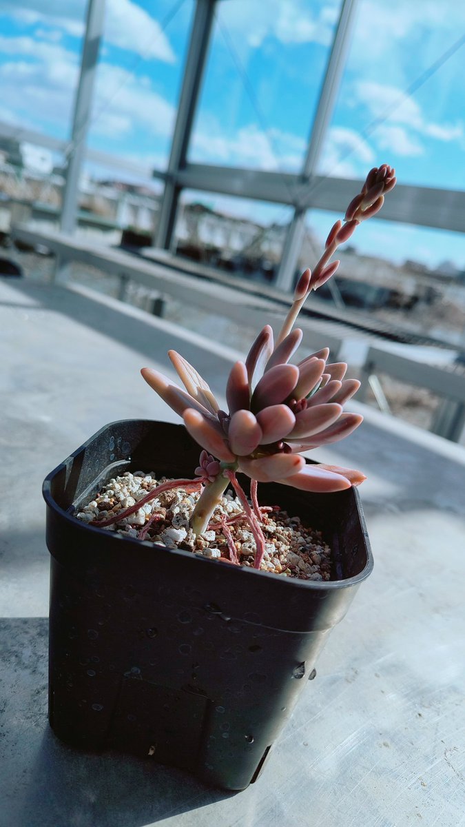 cupc777's tweet photo. こんばんは☀
千葉大学植物同好会です‼️

今回は温室の様子をお伝えします🎉

画像一枚目のようにちいさい子たちが顔を出していました！かわいいですね〜😆✨️

そして‼️なんと‼️
開花期が6月〜9月の松葉牡丹の花が咲いていました🌸
温室はあたたかいです🎶

#千葉大サークル
#春から千葉大 https://t.co/7cL4cJcwjY
