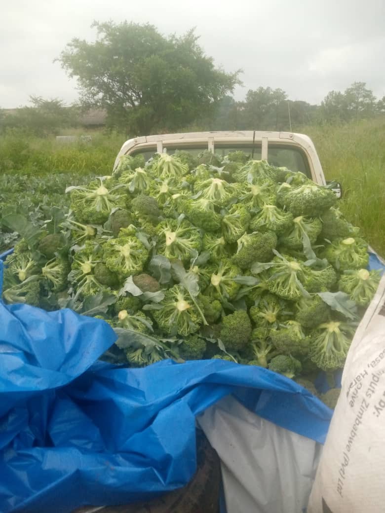 Lydia Matiza Gumbie tweet media