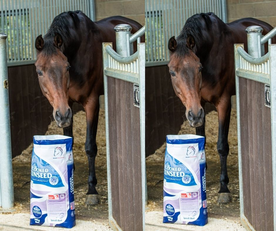Thanks to modern processing, feeding Cooked Linseed has never been easier!  Cooked Linseed from British Horse Feeds remains a trusted choice for horse owners, offering a rich amino acid profile that complements fibre-based diets like Speedi-Beet and Fibre-Beet.
#BritishHorseFeeds