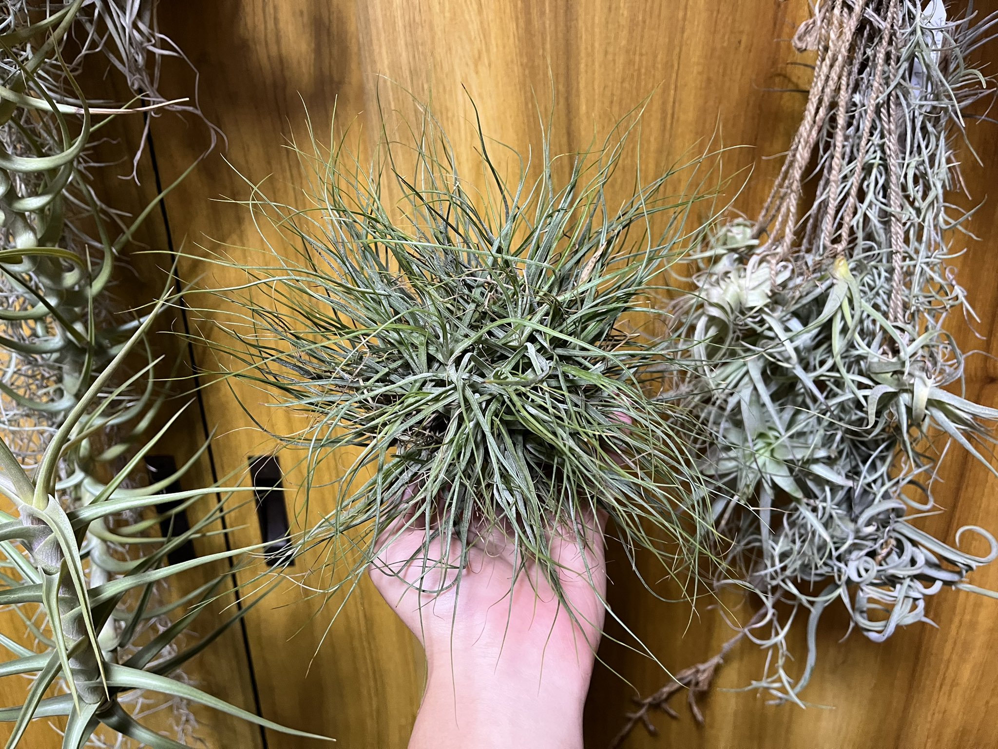 シーディアナ - Search / X