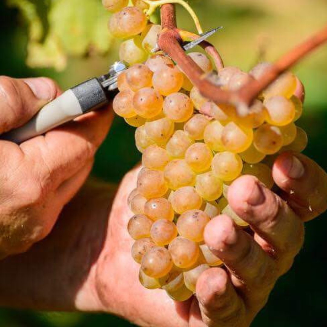 El vino no solo se bebe, ¡se vive! 🍇🥂 Descubre cómo cada sorbo puede ser una nueva aventura para tus sentidos. ¡Ven y déjate sorprender!

🌐 bodegasvidular.es
📍Barrio Vidular, 7, Bárcena de Cicero (Cantabria)
📞 942 631 324 | 619 710 302