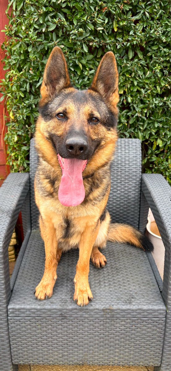 Wilts Police Dogs tweet media