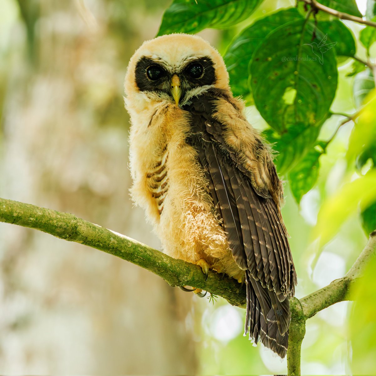 cuzy317's tweet photo. Un búho muy buscado, y lífer 🦉🪶 
Hoy #miercolesdeemplumados Les presento a Capuccino, acompañado de sus padres

🇨🇴Búho barrado
🆔Pulsatrix melanota
🇬🇧Band-bellied Owl

Bienvenidos todas las imágenes de pajaritos, para alegrar este día 💫
#Owls #nature #birds #avesdecolombia https://t.co/fQKaRpJTrB