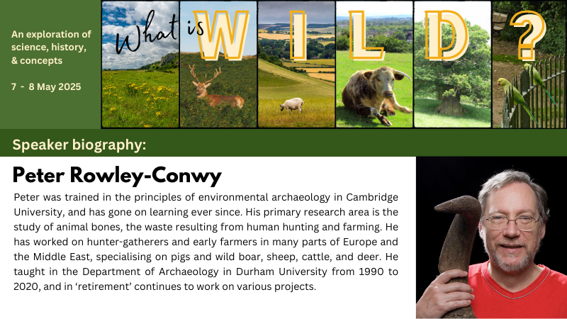 SYBRG-Christine (@syeconet) on Twitter photo We are thrilled that Professor Peter Rowley-Conwy will be speaking at "What is Wild?" on Wednesday, 7th May. Peter is a Professor Emeritus in the Department of Archaeology at Durham University (<a href="/durham_uni/">Durham University</a>).
More information here:
ukeconet.org/what-is-wild.h…
Book your place now! We are thrilled that Professor Peter Rowley-Conwy will be speaking at "What is Wild?" on Wednesday, 7th May. Peter is a Professor Emeritus in the Department of Archaeology at Durham University (<a href="/durham_uni/">Durham University</a>).
More information here:
ukeconet.org/what-is-wild.h…
Book your place now!