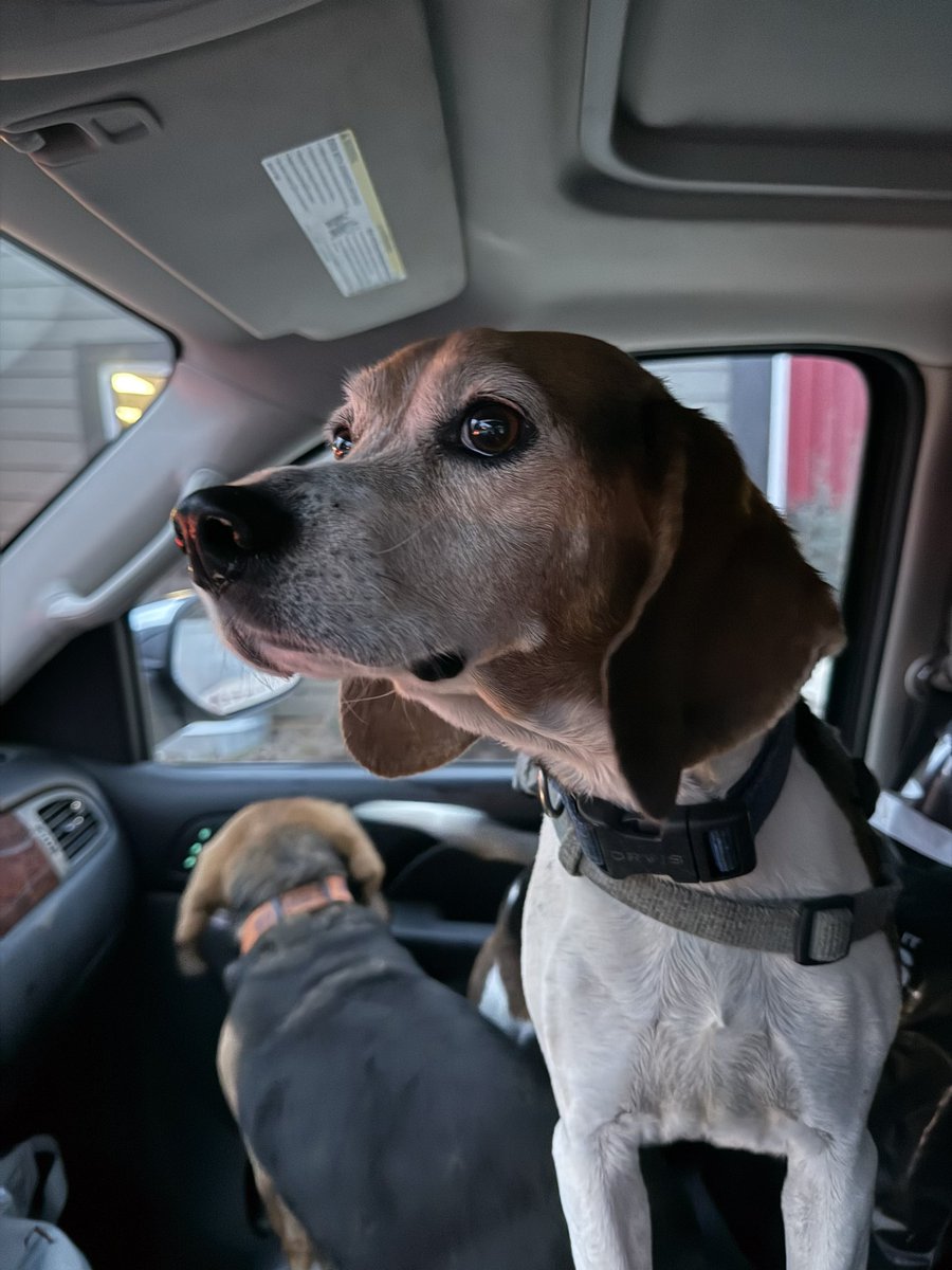 Beagles are my co-pilots this morning! <a href="/RagleyBeagles/">Ragley Beagles</a>