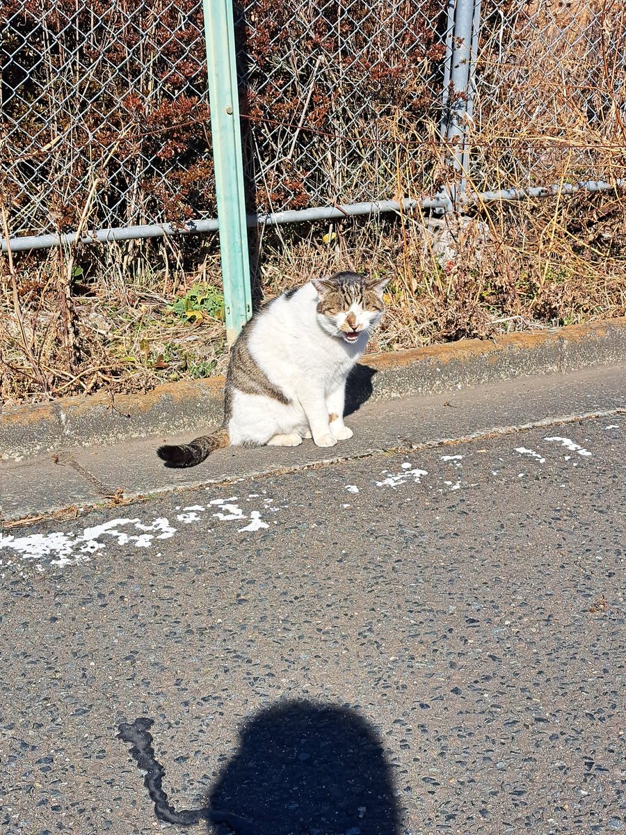 s2_mike_s2's tweet image. にゃんちゃんに
朝の挨拶されたから
お話してみた♥🐱♥
めんこいのぉ♥

20250219

#猫
#挨拶