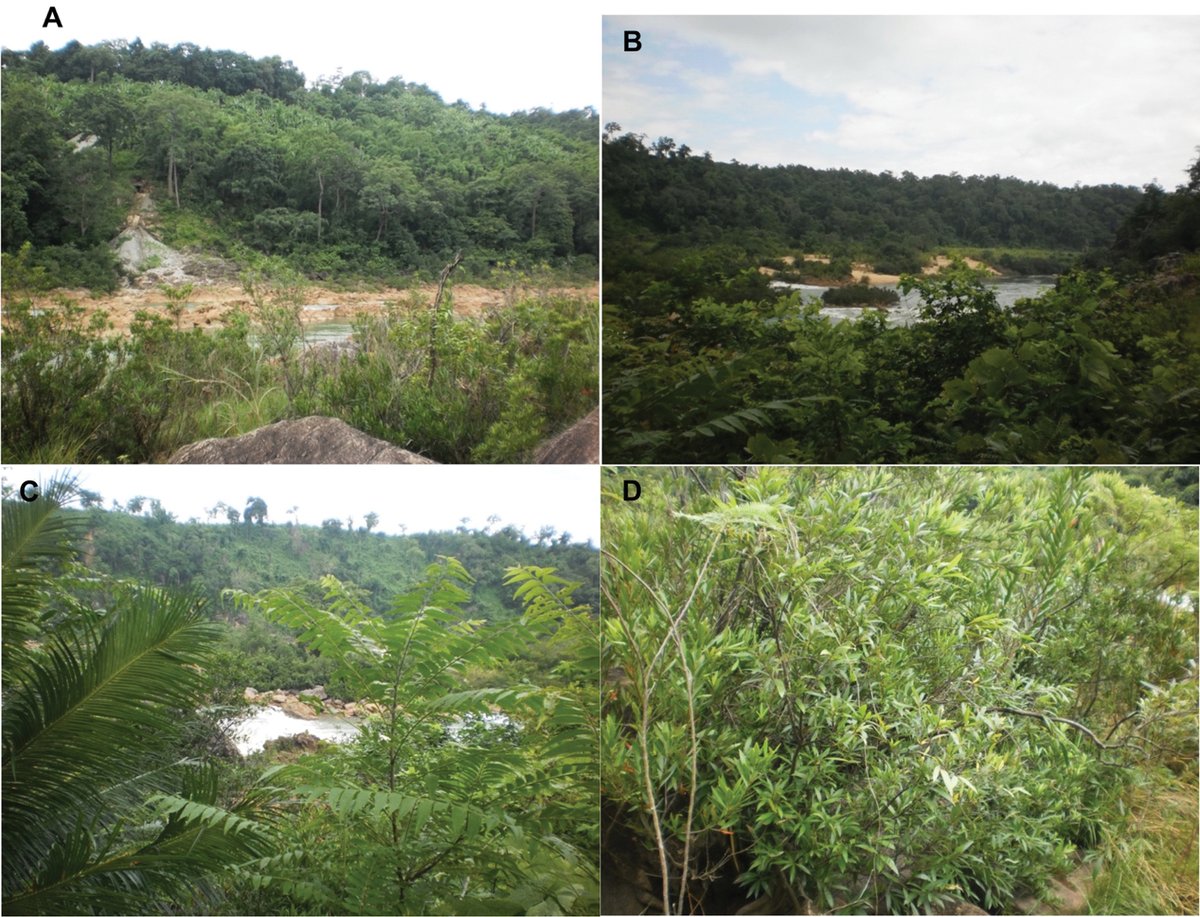 Italian Botanist tweet media