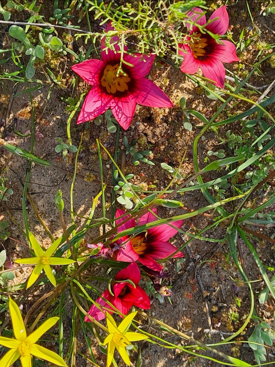 I 💛 Darling Newsletter - mailchi.mp/2a145cac4899/i…

Click on Facebook Page Newsletter tab to subscribe to this weekly newsletter.

PHOTO:  Sandy Adams