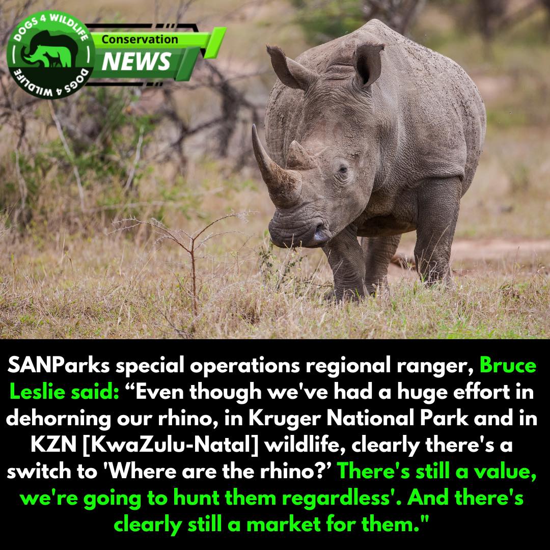 35 Rhinos Poached in Kruger National Park Since January 2025

In a distressing surge of wildlife crime, Kruger National Park has reported the poaching of 35 rhinos within the first seven weeks of 2025.

This comes after 19 rhino were killed in the park in December 2024.

This