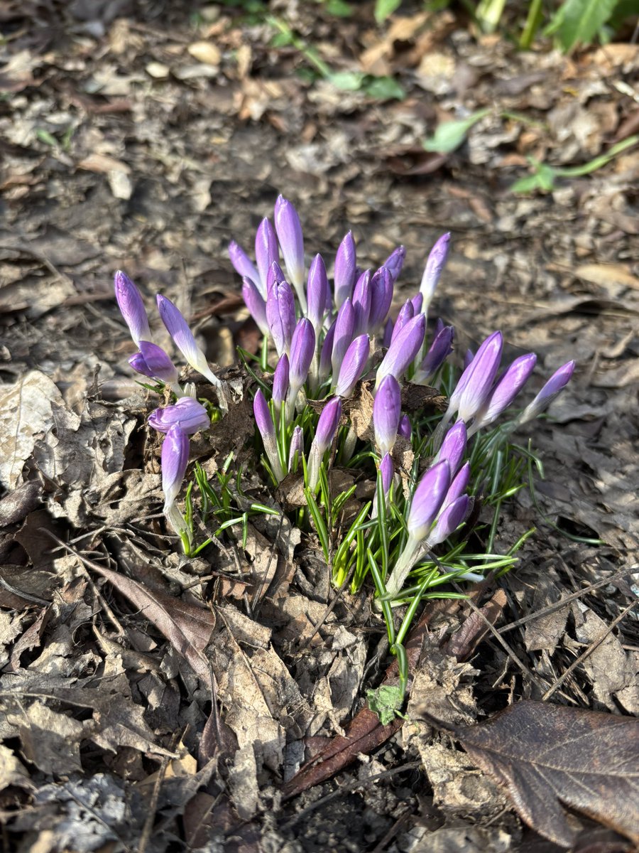 Friends of Tower Gardens Park tweet media