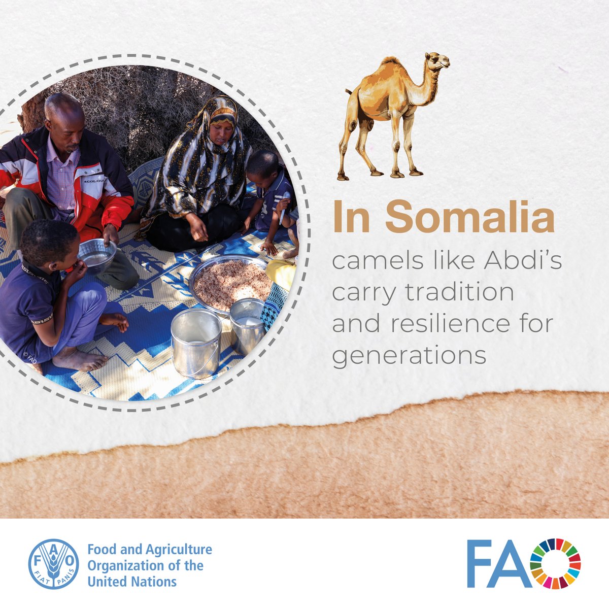 FAOAfrica's tweet photo. In Somalia, Abdi's bond with his camels is unbreakable, though climate change poses a threat.

Every pour of camel milk at his table symbolizes tradition, hope and strength, nourishing families across generations.

📖👉https://t.co/FBx5G6Vzw2 

#AroundTheTable #FoodSecurity https://t.co/VkxepLtkeL