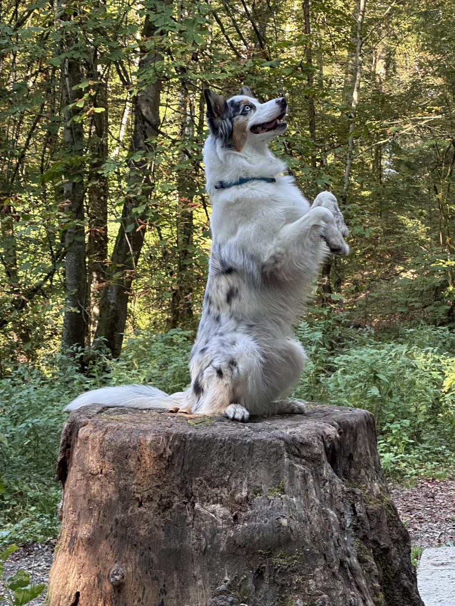 gazagkos's tweet photo. Testing adobe firefly video generator 🤭🤔 1st: output, 2 + 3 keyframe input

#adobefirefly @Adobe @AdobeVideo #generative #ai #aivideo #generativevideo #aussie #australianshepherd https://t.co/qxdo2K2Vbo