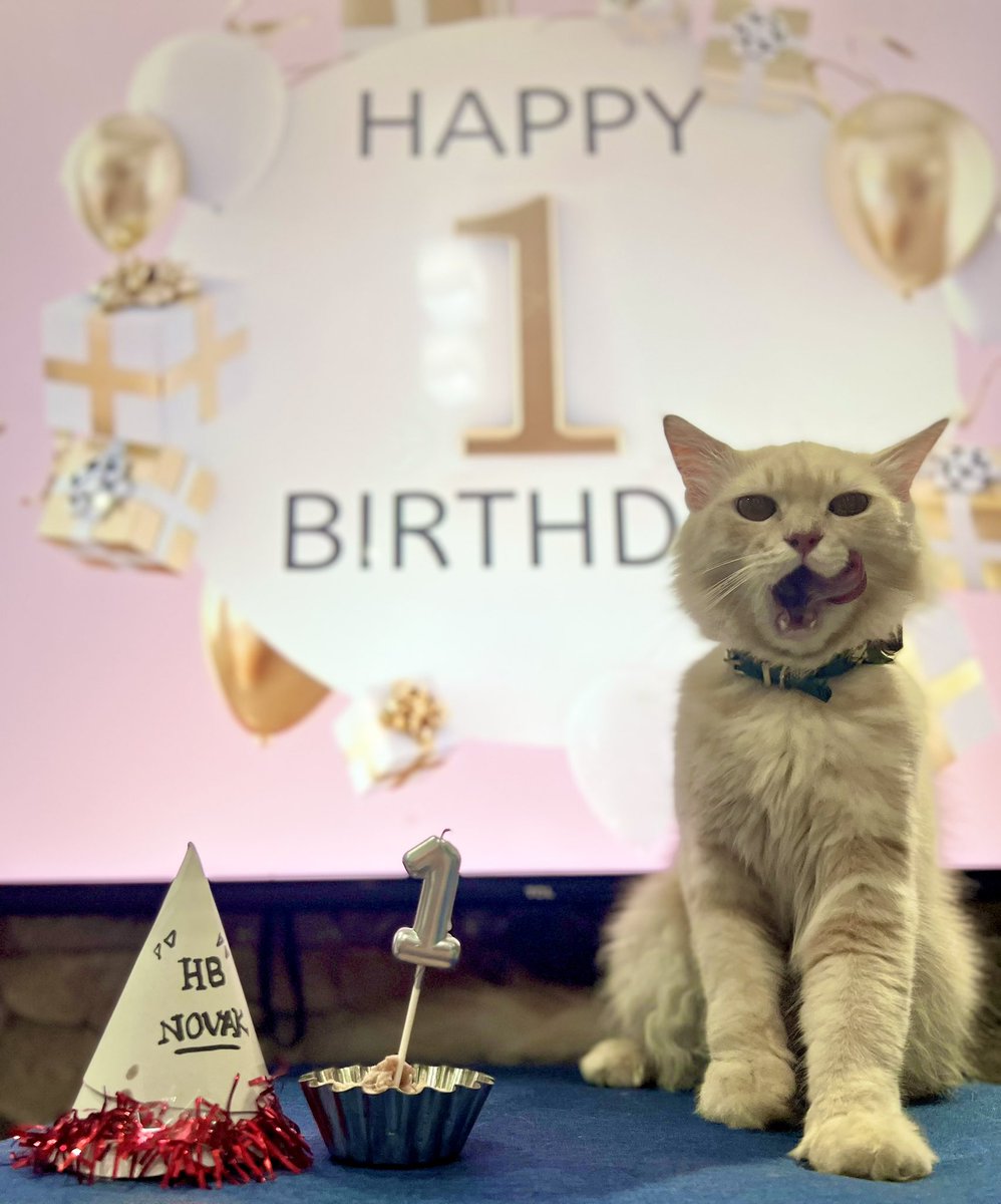 aremlaallehs's tweet photo. Cutessyy lil boi 🐱Novak turned 1 yesterday 🥳🥳 Thanks for the preparation dadbun @chingoooot 
#furbaby https://t.co/7ASWQJubuk
