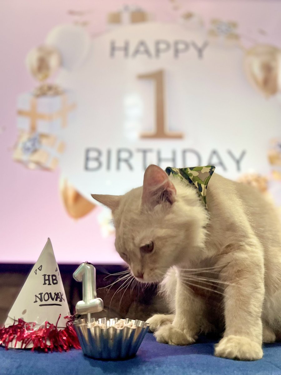 aremlaallehs's tweet photo. Cutessyy lil boi 🐱Novak turned 1 yesterday 🥳🥳 Thanks for the preparation dadbun @chingoooot 
#furbaby https://t.co/7ASWQJubuk