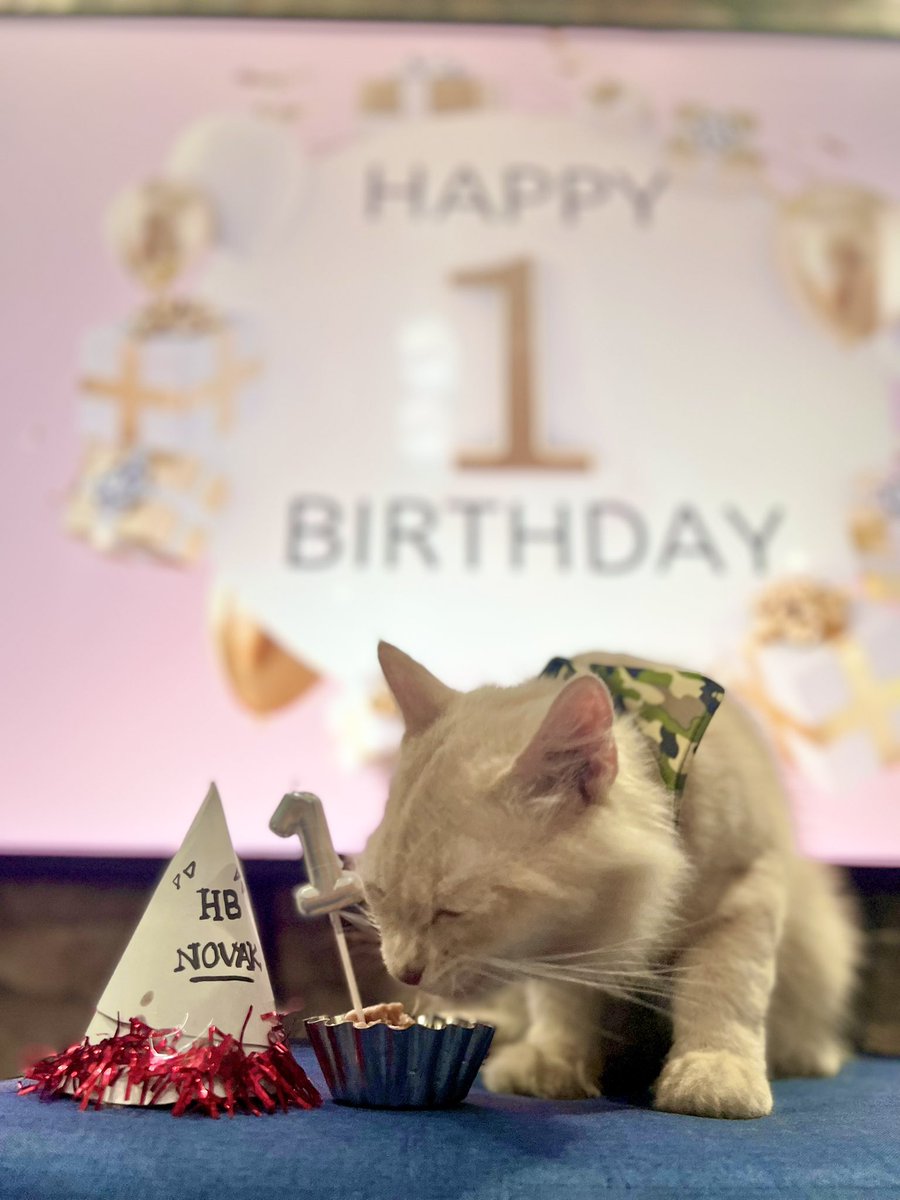 aremlaallehs's tweet photo. Cutessyy lil boi 🐱Novak turned 1 yesterday 🥳🥳 Thanks for the preparation dadbun @chingoooot 
#furbaby https://t.co/7ASWQJubuk