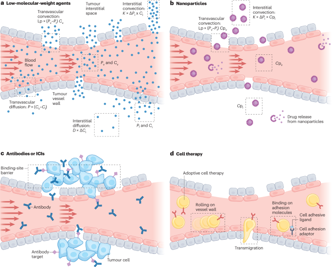 NEW content online! Using mathematical modelling and AI to improve delivery and efficacy of therapies in cancer bit.ly/3X7JGAu