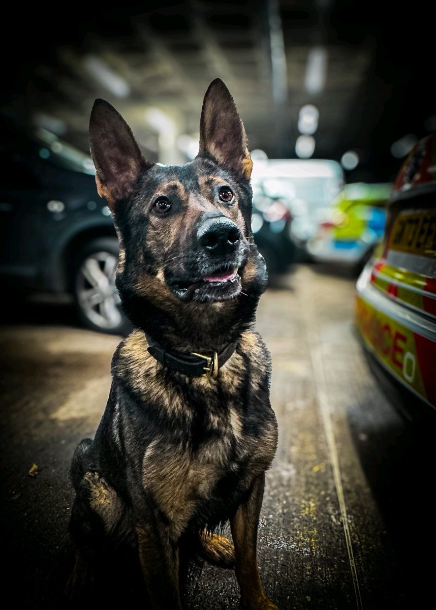 Kent Police Tactical Operations tweet media